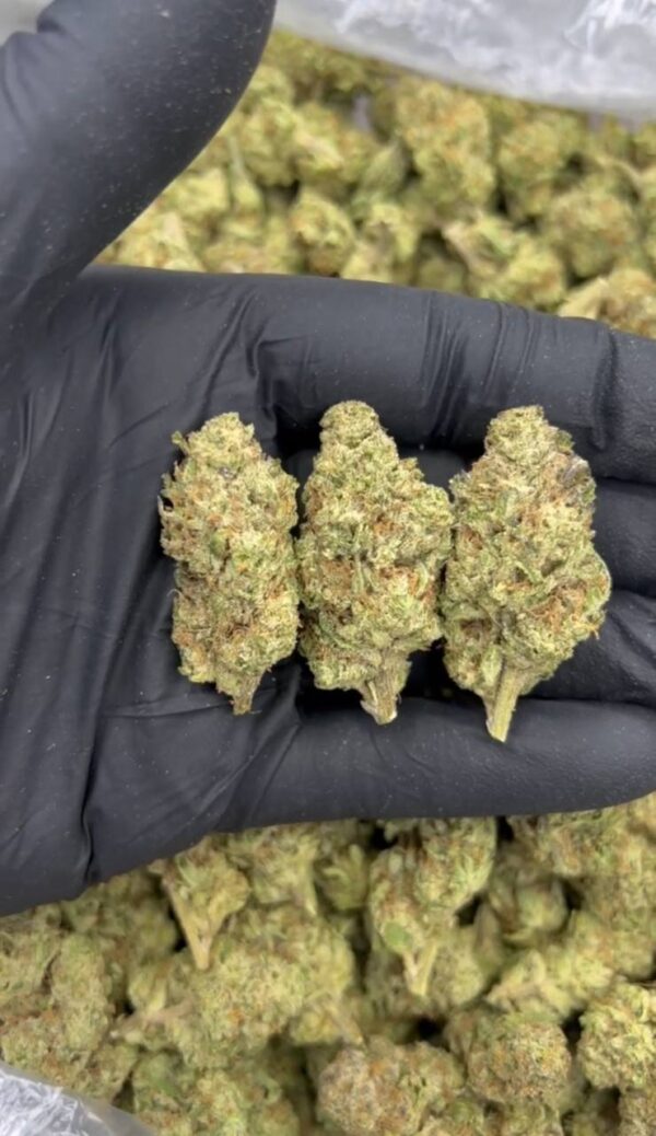 cannabis médical