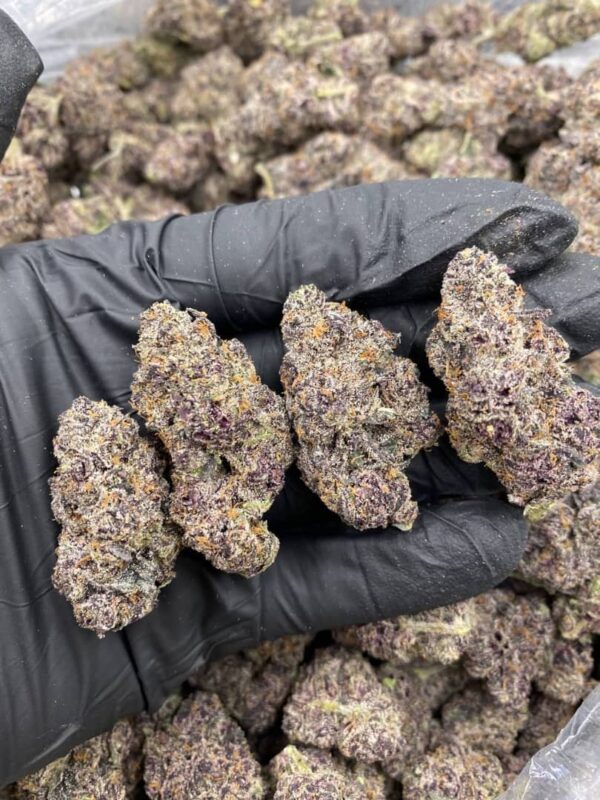 Souche indica dominante