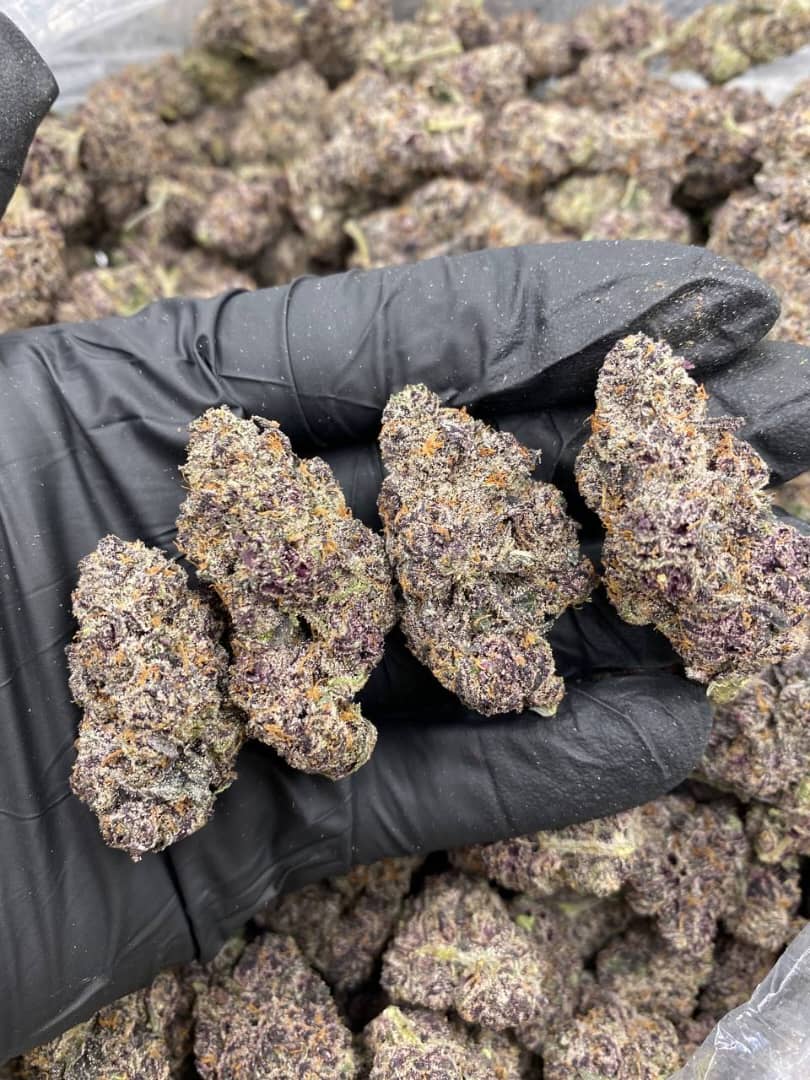 Souche indica dominante