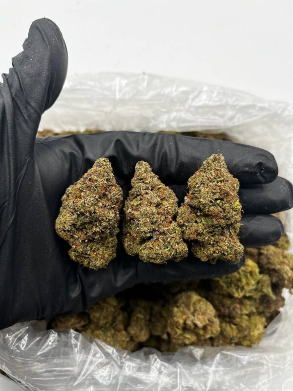 Variété hybride exotique
