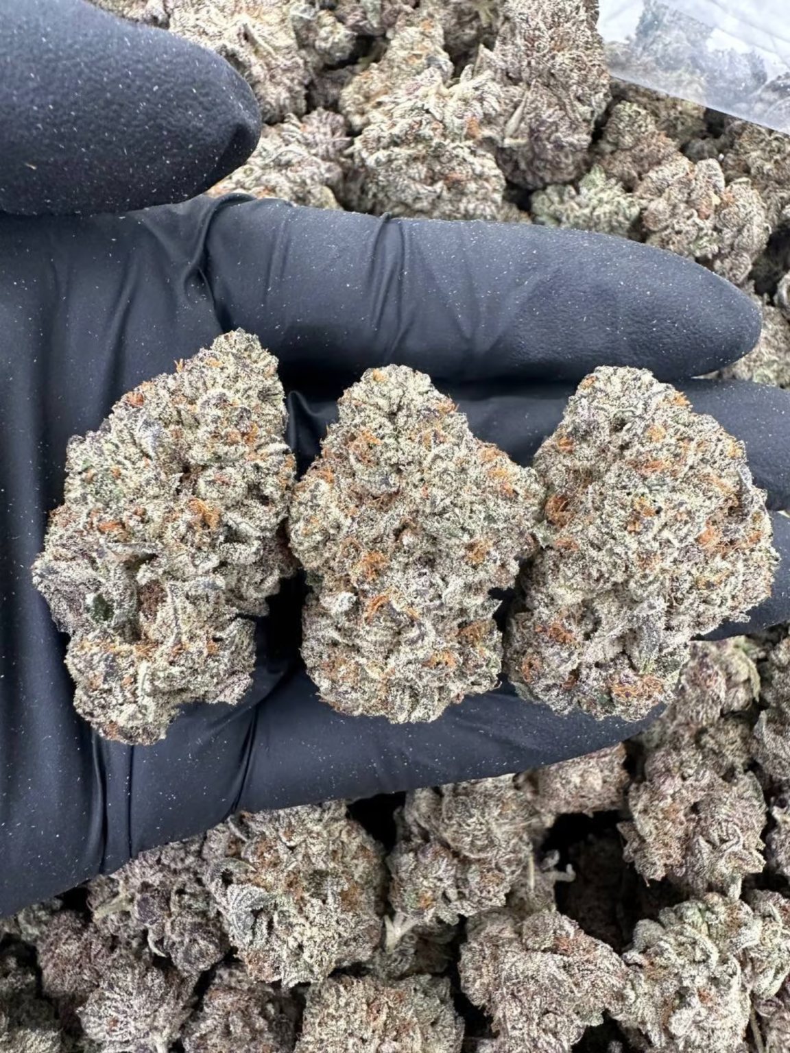 Cloudberry Haze