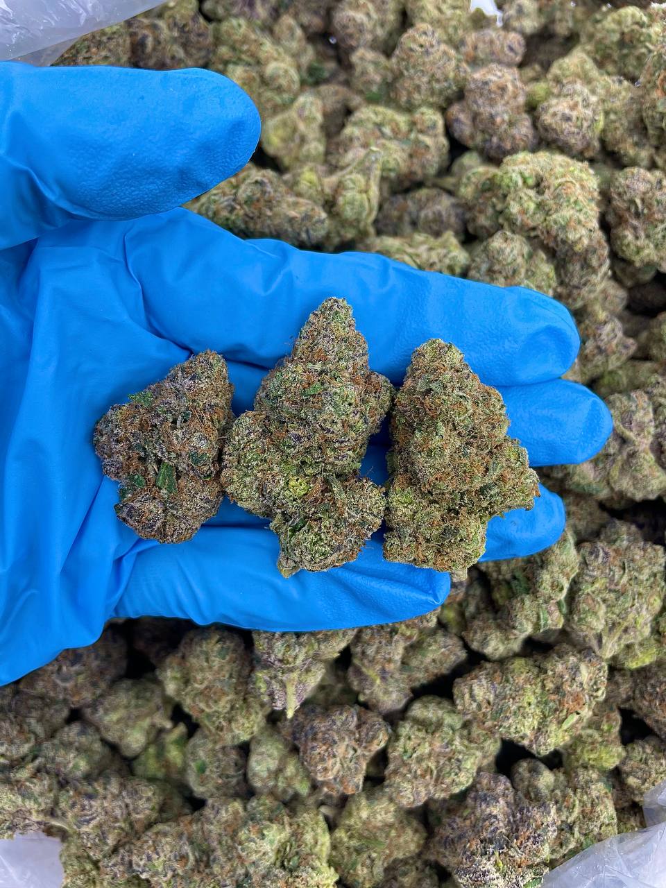 À vendre cannabis givrée