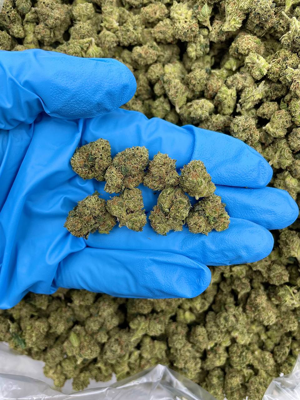À vendre cannabis aromatique