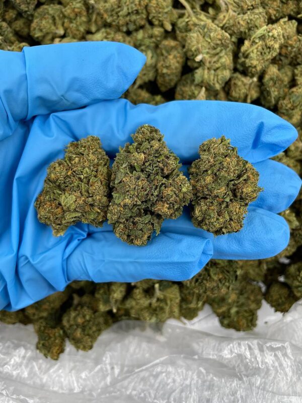 Acheter cannabis robuste