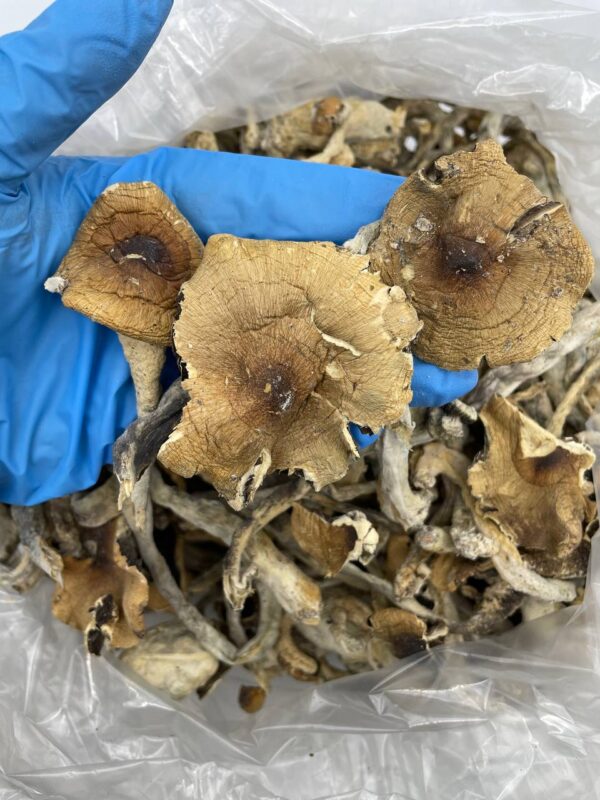 acheter champignon psychédélique puissant