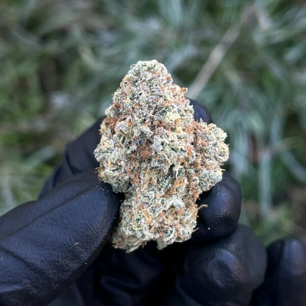 Nouveau trésor indica à savourer