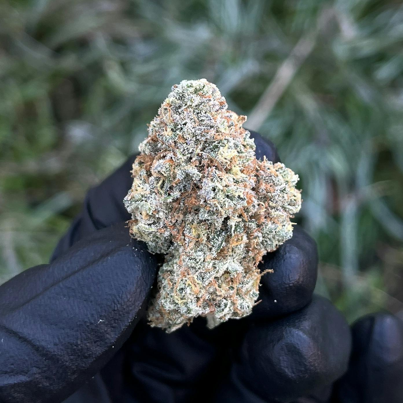 Nouveau trésor indica à savourer