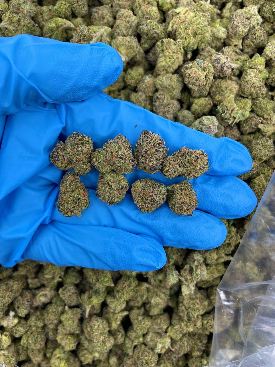 À vendre cannabis délicieux